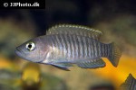neolamprologus multifasciatus neolamprologus multifasciatus