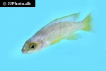 neolamprologus mustax neolamprologus mustax