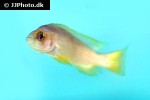 neolamprologus mustax neolamprologus mustax