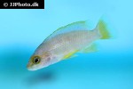 neolamprologus mustax neolamprologus mustax
