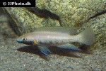 neolamprologus nigriventris neolamprologus nigriventris