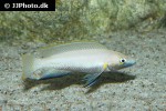neolamprologus nigriventris neolamprologus nigriventris