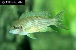 neolamprologus olivaceous neolamprologus olivaceous