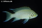 neolamprologus olivaceous neolamprologus olivaceous