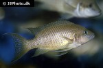 neolamprologus olivaceous neolamprologus olivaceous