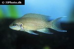 neolamprologus olivaceous neolamprologus olivaceous