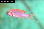 neolamprologus pulcher neolamprologus pulcher