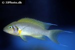 neolamprologus pulcher daffodil neolamprologus pulcher daffodil