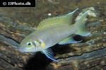 neolamprologus pulcher daffodil neolamprologus pulcher daffodil