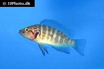 neolamprologus savoryi neolamprologus savoryi