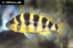 neolamprologus sexfasciatus neolamprologus sexfasciatus