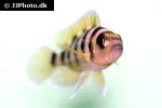 neolamprologus sexfasciatus neolamprologus sexfasciatus