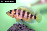 neolamprologus sexfasciatus neolamprologus sexfasciatus
