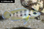neolamprologus sexfasciatus neolamprologus sexfasciatus