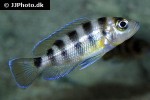 neolamprologus sexfasciatus neolamprologus sexfasciatus