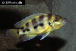 neolamprologus sexfasciatus neolamprologus sexfasciatus