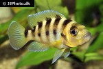 neolamprologus sexfasciatus neolamprologus sexfasciatus