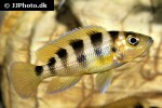 neolamprologus sexfasciatus neolamprologus sexfasciatus