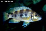 neolamprologus sexfasciatus neolamprologus sexfasciatus