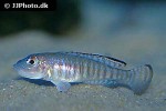 neolamprologus signatus neolamprologus signatus