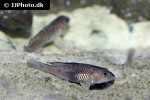 neolamprologus signatus neolamprologus signatus