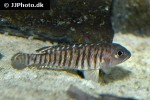 neolamprologus signatus neolamprologus signatus
