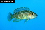 neolamprologus similis neolamprologus similis