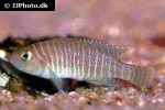 neolamprologus similis neolamprologus similis