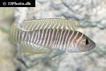 neolamprologus similis neolamprologus similis