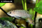 neolamprologus similis neolamprologus similis