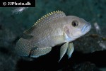 neolamprologus species ventralis neolamprologus species ventralis