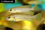 neolamprologus tetracanthus neolamprologus tetracanthus