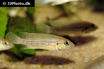 neolamprologus tetracanthus neolamprologus tetracanthus