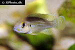 neolamprologus tetracanthus neolamprologus tetracanthus