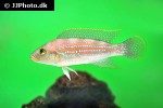 neolamprologus tetracanthus neolamprologus tetracanthus