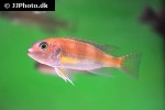 neolamprologus tetracanthus neolamprologus tetracanthus