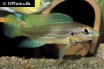 neolamprologus tetracanthus neolamprologus tetracanthus