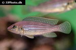 neolamprologus tetracanthus neolamprologus tetracanthus