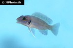 neolamprologus tretocephalus neolamprologus tretocephalus