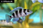 neolamprologus tretocephalus neolamprologus tretocephalus