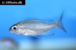 ophthalmotilapia boops ophthalmotilapia boops