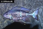 ophthalmotilapia boops ophthalmotilapia boops