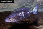 ophthalmotilapia boops ophthalmotilapia boops