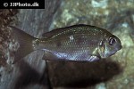 ophthalmotilapia boops ophthalmotilapia boops