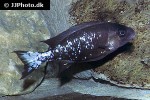 ophthalmotilapia boops ophthalmotilapia boops