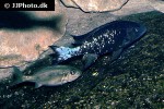 ophthalmotilapia boops ophthalmotilapia boops