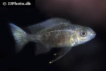 ophthalmotilapia boops ophthalmotilapia boops