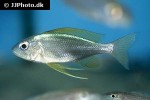 ophthalmotilapia nasuta ophthalmotilapia nasuta