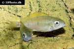 ophthalmotilapia nasuta ophthalmotilapia nasuta