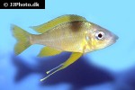 ophthalmotilapia nasuta ophthalmotilapia nasuta